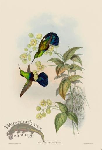 Gould Hummingbird 083